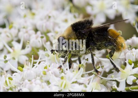 Narcisse bulbe Fly (Merodon equestris) adulte, se nourrissant sur des fleurs de Hogweed (Heracleum sphondylium), Hampshire, Angleterre, Royaume-Uni Banque D'Images