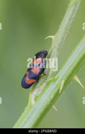 Froghopper rouge-et-noir (Cercovis vulnerata), Froghopper rouge-et-rouge, cicada de sang, cicadas de sang, Cicada, Autres animaux, insectes, animaux Banque D'Images