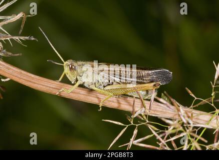Grand sauterelle de montagne (Stauroderus scalaris), autres animaux, insectes, animaux, sauterelles de champs, Grand cabas de montagne (Chorthippus Banque D'Images