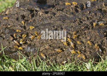 Mouche à fumier jaune (Scathophaga stercoraria), connue sous le nom de mouche à fumier jaune commune ou parfois de mouche à fumier doré. C'est l'un des plus connus et des plus connus Banque D'Images