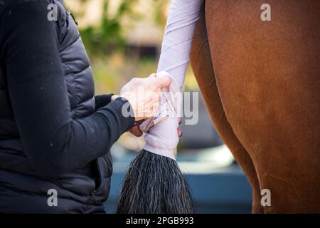 Un pilote équestre participe à la Hunter Division pendant le circuit d'hiver 2023 au Desert International Horse Park en Californie, aux États-Unis. Banque D'Images