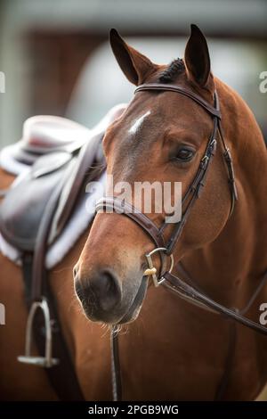 Un pilote équestre participe à la Hunter Division pendant le circuit d'hiver 2023 au Desert International Horse Park en Californie, aux États-Unis. Banque D'Images