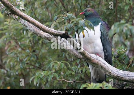 kereru (Hemiphaga novaeseelandiae) ou pigeon néo-zélandais perché dans un arbre du parc national de Rakiura, sur l'île Stewart d'Aotearoa, en Nouvelle-Zélande. Banque D'Images