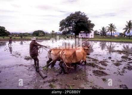 Homme labourage nivellement d'un champ de riz avec deux taureaux à Coimbatore, Tamil Nadu, Inde du Sud, Inde, Asie Banque D'Images