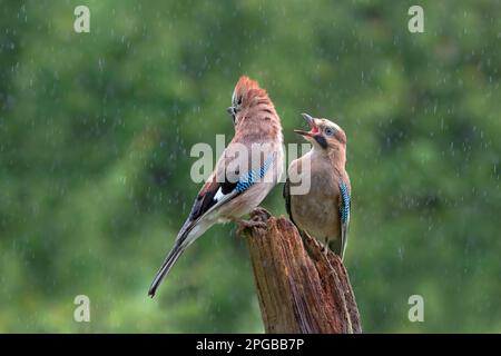 geai eurasien jeune et adulte (Garrulus glandarius) Basse-Saxe, Allemagne Banque D'Images