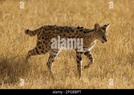 Serval (Leptaturus serval) qui perce dans l'herbe, savane, cratère de Ngorongoro, zone protégée par l'UNESCO, Tanzanie, Afrique de l'est Banque D'Images