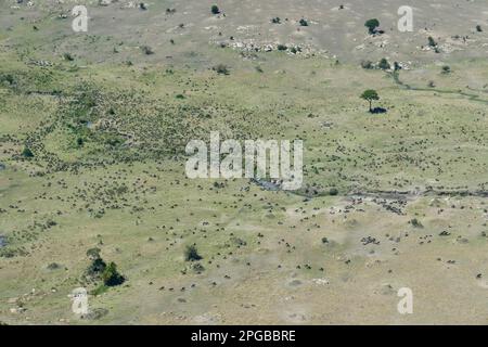 Vue aérienne, flétrissement à barbe blanche (Connochaetes taurinus), troupeaux de la rivière Mara, Parc national du Serengeti, Tanzanie, Afrique de l'est Banque D'Images