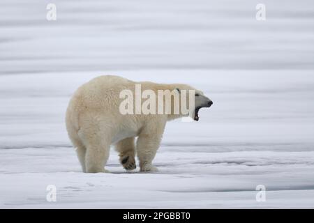 Ours polaire (Ursus maritimus), homme adulte, bâillement, marche sur la surface de glace à Brennevinsfjord, Nordaustlandet, Svalbard Banque D'Images