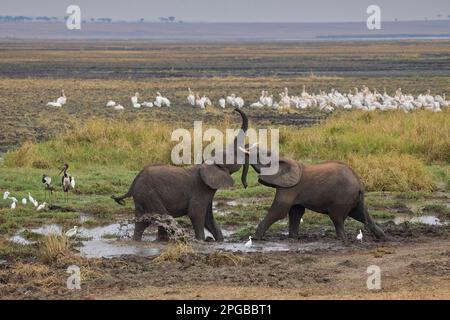 Les éléphants d'Afrique (Loxodonta africana), deux jeunes taureaux qui combattent, derrière eux les Grands Pélicains blancs (Pelecanus onocrotalus), à côté d'eux Banque D'Images