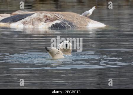 Ours polaires (Ursus maritimus), mère et jeune, d'un an, femelle, jouant dans l'eau, derrière la carcasse des rorquals communs (Balaenoptera physalus) avec Banque D'Images