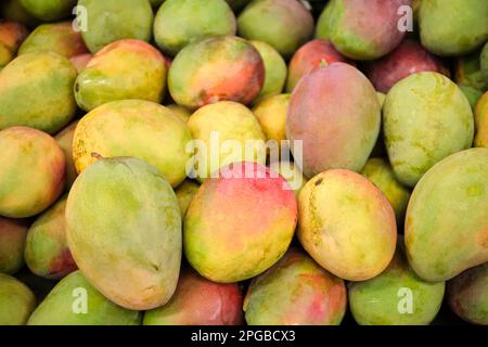 Fond de fruit tropical, mangues mûres et non mûres remplissant le cadre. Banque D'Images