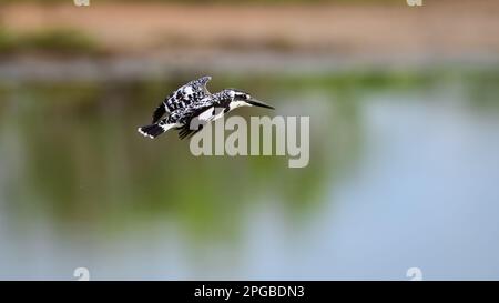 Pied Kingfisher vol rapide au-dessus du lac. Banque D'Images