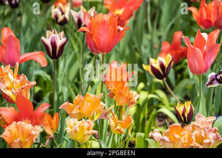 Magnifiques fleurs de tulipes printanières au jardin botanique d'Atlanta, dans le centre-ville d'Atlanta, en Géorgie. (ÉTATS-UNIS) Banque D'Images