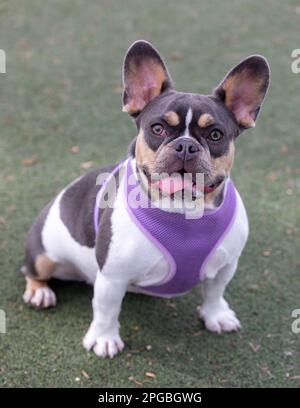 Frenchie femelle à pied blanc gris lilas de 9 mois, aspect expansif. Parc pour chiens hors-laisse dans le nord de la Californie. Banque D'Images