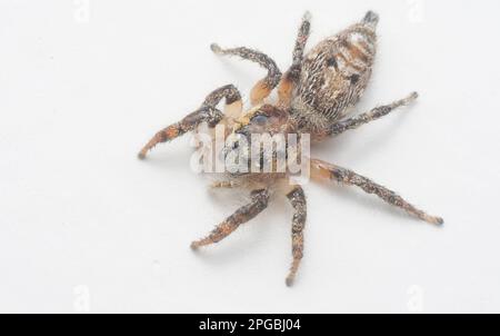 gros plan de l'araignée sauteuse murale brune avec fond blanc. Banque D'Images