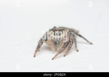 gros plan de l'araignée sauteuse murale brune avec fond blanc. Banque D'Images