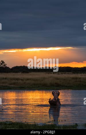 Un Hippopotamus Hippopotamus amphibius nawns dans le coucher de soleil d'or reflété dans un pan dans le parc national de Hwange. Banque D'Images