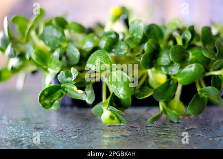 Germes Microgreens isolés sur fond blanc. Légumes micro pousses de tournesol. Croissance de graines de tournesol germées, substrat écologique du sol, microverts, conception minimale, bannière. Photo de haute qualité Banque D'Images