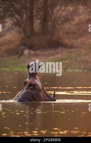 A Hippopotamus, Hippopotamus amphibius nageait au soleil couchant dans le parc national de Mana pools au Zimbabwe Banque D'Images