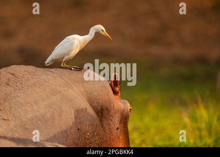 Une aigrette de bétail est vue assise sur la tête d'un hippopotame dans le parc national de Mana Pools au Zimbabwe. Banque D'Images