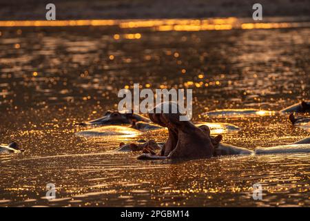 A Hippopotamus, Hippopotamus amphibius nageait au soleil couchant dans le parc national de Mana pools au Zimbabwe Banque D'Images