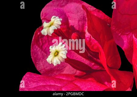 Rose Rouge Bougainvillea spectabilis blanc fleurs étamines Fermer Banque D'Images