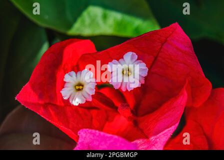 Rose Rouge Bougainvillea spectabilis blanc fleurs étamines Fermer Banque D'Images