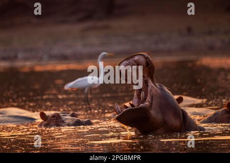 A Hippopotamus, Hippopotamus amphibius nageait au soleil couchant dans le parc national de Mana pools au Zimbabwe Banque D'Images