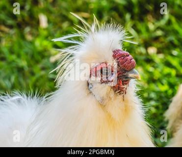 Blanc coloré Rouge Chinois Silkie Chicken Waikiki Oahu Hawaii. Poulet originaire de Chine Banque D'Images