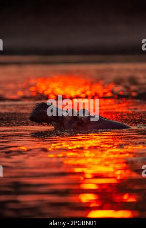 A Hippopotamus, Hippopotamus amphibius nageait au soleil couchant dans le parc national de Mana pools au Zimbabwe Banque D'Images