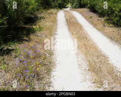 La piste Cape to Cape suit une piste de 4WD vers l'intérieur des terres depuis la baie de Foul, le parc national de Leeuwin-Naturaliste, Australie occidentale, Banque D'Images