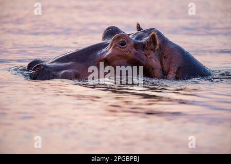 Un hippopotame, Hippopotamus amphibius, peut être vu bâillant au coucher du soleil dans le fleuve Zambèze au Zimbabwe, dans le parc national de Mana Pools. Banque D'Images