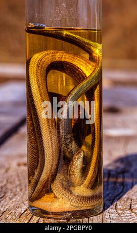 Boisson alcoolisée, teinture à l'aide d'un serpent. Banque D'Images