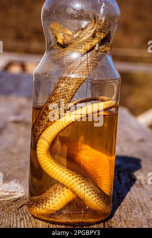 Boisson alcoolisée, teinture à l'aide d'un serpent. Banque D'Images