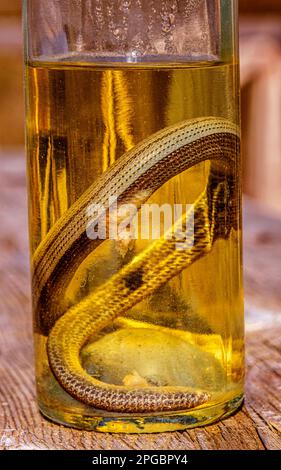 Boisson alcoolisée, teinture à l'aide d'un serpent. Banque D'Images