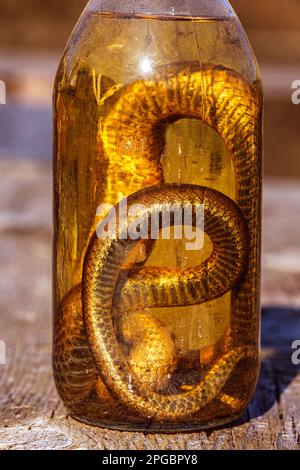 Boisson alcoolisée, teinture à l'aide d'un serpent. Banque D'Images