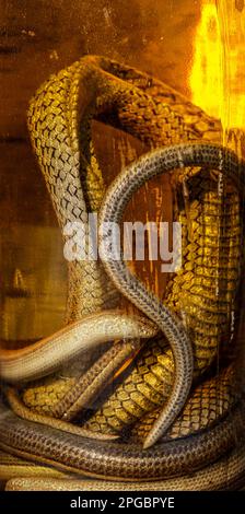 Boisson alcoolisée, teinture à l'aide d'un serpent. Banque D'Images