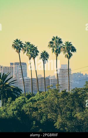 Cette superbe image capture le paysage de rue d'une ville, avec une rangée de grands palmiers offrant un cadre luxuriant à la scène Banque D'Images