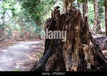 Ancienne souche d'arbre couverte de mousse dans la forêt de conifères, beau paysage souche d'arbre dans une forêt de conifères lumineuse et verte. Photo de haute qualité Banque D'Images