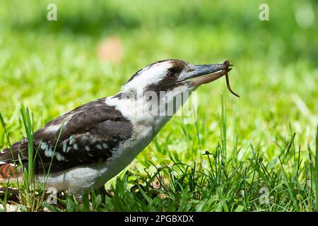 Rire Kookaburra (Dacelo novaeguineae) avec un ver dans le bec, Atherton Tablelands, Far North Queensland, FNQ, QLD, Australie Banque D'Images