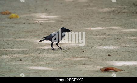 Gros plan d'un corbeau solitaire debout sur le sol, en regardant autour de ses longues jambes et en ramassant des miettes de nourriture qu'il aime du sol. Plumes brillantes de Banque D'Images