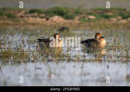 Oiseau de canard de Gadwall dans l'eau avec utilisation de la mise au point sélective Banque D'Images