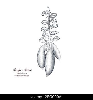 Lime à doigts tirée à la main. Caviar d'agrumes. Caviar d'agrumes tiré à la main. Illustration vectorielle dessinée à la main. Illustration vintage pour le menu, l'étiquette, l'emballage. Illustration de Vecteur