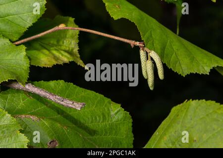 Noisette commune Lombardii nouvelles feuilles - nom latin - Corylus avellana Lombardii. Banque D'Images