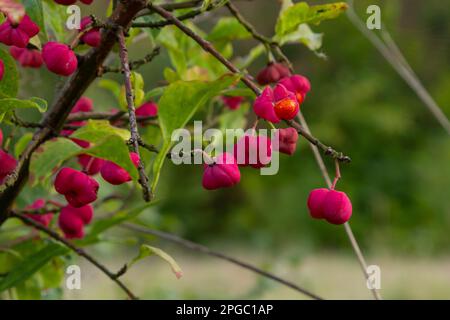 Euonymus europaeus, connu sous le nom de broche, et aussi comme broche européenne et broche commune, est un arbuste à feuilles caduques ou un petit arbre de la famille des Celastraceae. Banque D'Images