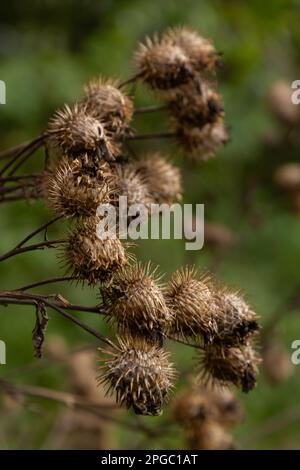 Arctium lappa, têtes de graines sèches de moindre erdock. Arctium moins, automne dans la prairie avec des fleurs séchées terdock, communément appelé plus grand terrier, comestible Banque D'Images