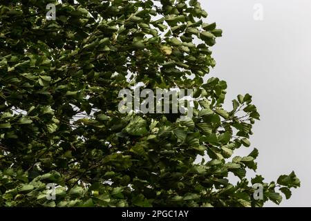 Aulne européen en forêt. La feuille d'érable de Field se balançant sur le vent dans la nature en été. Gros plan de feuilles vertes. Banque D'Images