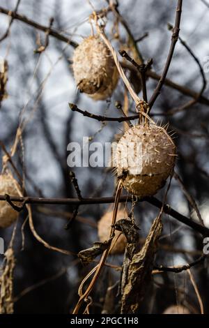 Lobe épineux sec Echinocystis lobata en hiver. Les fruits secs avec des graines pendant l'hiver accrochés sur les branches des buissons. Banque D'Images