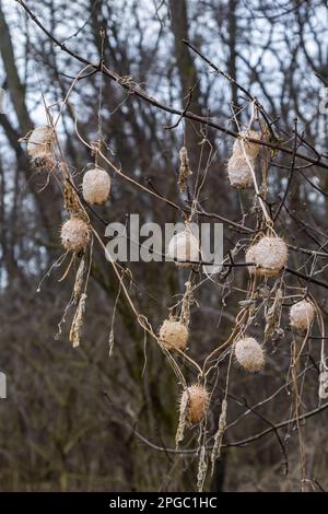 Lobe épineux sec Echinocystis lobata en hiver. Les fruits secs avec des graines pendant l'hiver accrochés sur les branches des buissons. Banque D'Images