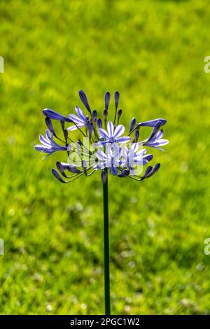 Les fleurs de nénuphars africains bleus se rapprochent sur un fond flou. Lily du Nil Banque D'Images